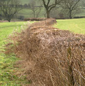 Brassington - reverse S shape to hedges, Well Street